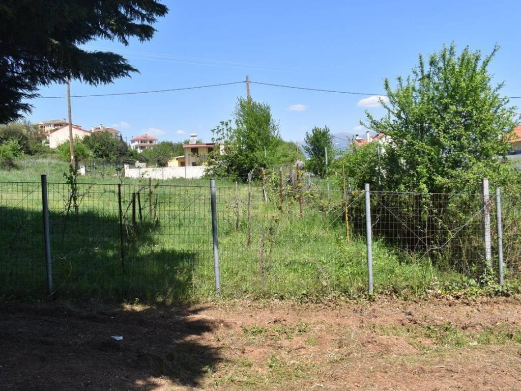 ΑΠΟΨΗ ΟΙΚΟΠΕΔΟΥ