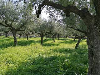 Περιέχει 120 ελαιόδεντρα παραγωγικής ηλικίας.