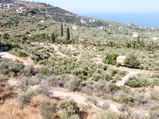 μέσα στο οικόπεδο υπάρχουν αρκετές ελιές