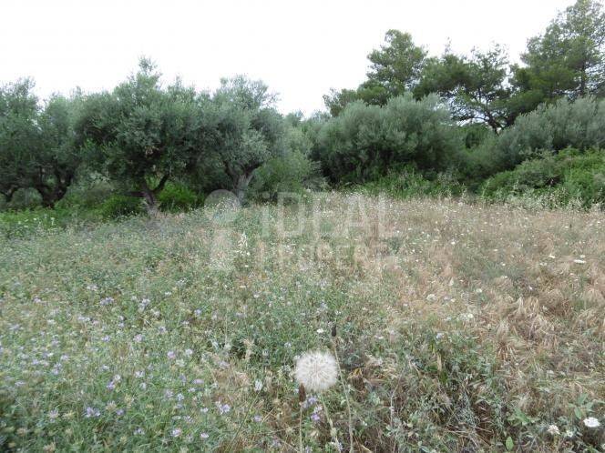 Αγροτεμάχιο - Ελαιώνας