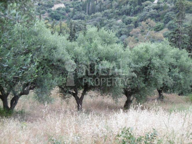 Αγροτεμάχιο - Ελαιώνας