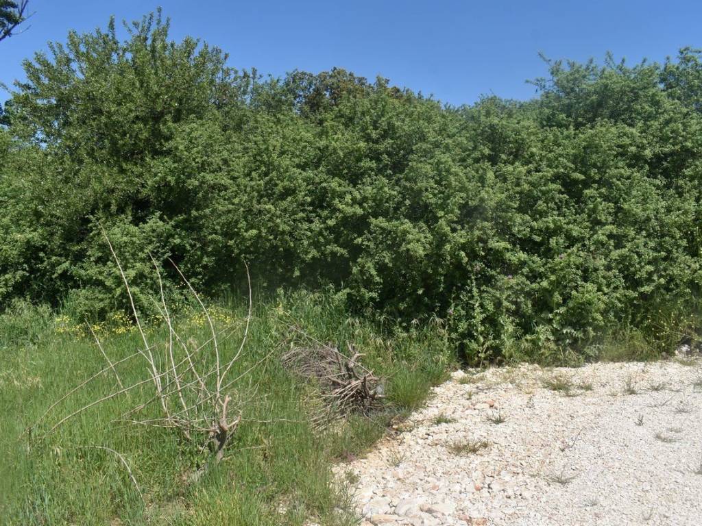 ΑΠΟΨΗ ΑΓΡΟΤΕΜΑΧΙΟΥ