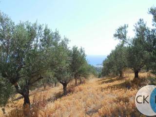 Productive olive trees of the plot.