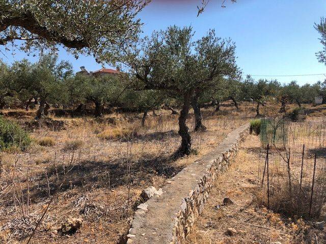 Τα σύνορα οριοθετούνται από πέτρινο χαμηλό τοίχο.