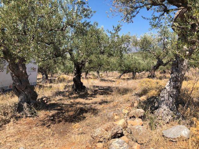 Φωτογραφία μέσα από το οικόπεδο.