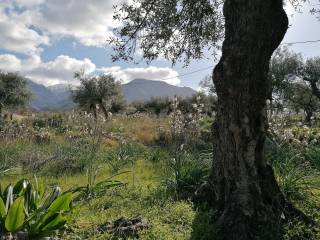 Άποψη μέσα από το οικόπεδο την Άνοιξη.