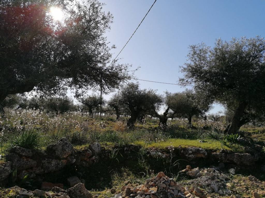 Φωτογραφία του οικοπέδου την Άνοιξη.