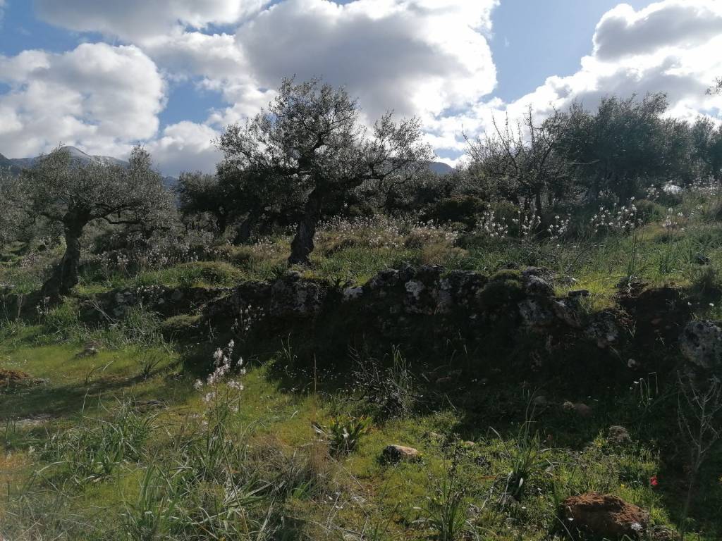 Επίπεδο εντός οικοπέδου.