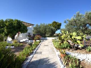 Large garden with a.o. olive and almond trees