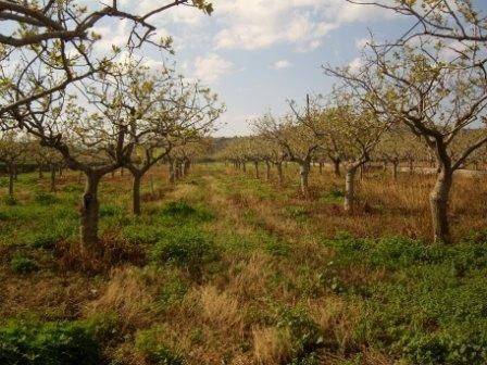 ΤΜΗΜΑ ΤΟΥ ΑΓΡΟΤΕΜΑΧΙΟΥ ΕΜΒΑΔΟΥ 7.220 τ.μ.