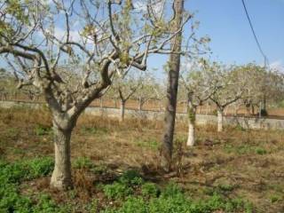 ΤΜΗΜΑ ΤΟΥ ΑΓΡΟΤΕΜΑΧΙΟΥ ΕΜΒΑΔΟΥ 7.220 τ.μ.