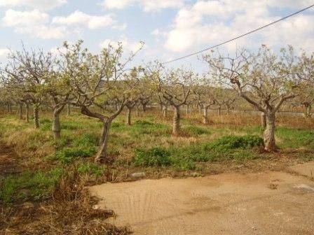 ΤΜΗΜΑ ΤΟΥ ΑΓΡΟΤΕΜΑΧΙΟΥ ΕΜΒΑΔΟΥ 7.220 τ.μ.