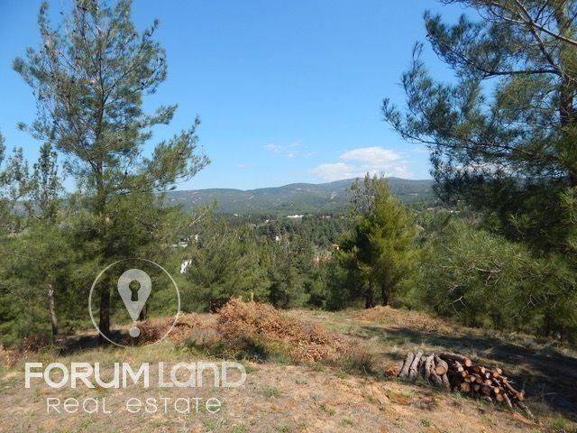 Forumland Real Estate, Agrotemachio 29.576tm