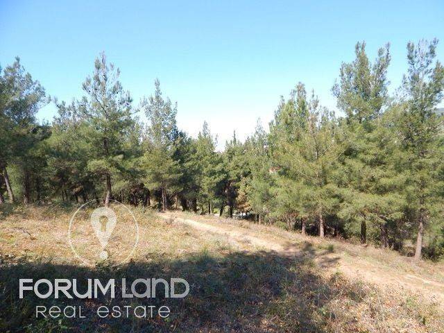 Forumland Real Estate, Agrotemachio 29.576tm