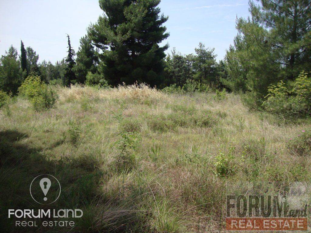 Forumland Real Estate, αγροτεμάχιο 5.274τμ