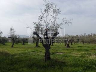 Αγροτεμάχιο