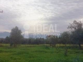 Αγροτεμάχιο