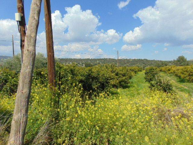 In the suburb of Nafplio are for sale land buildable 13,000