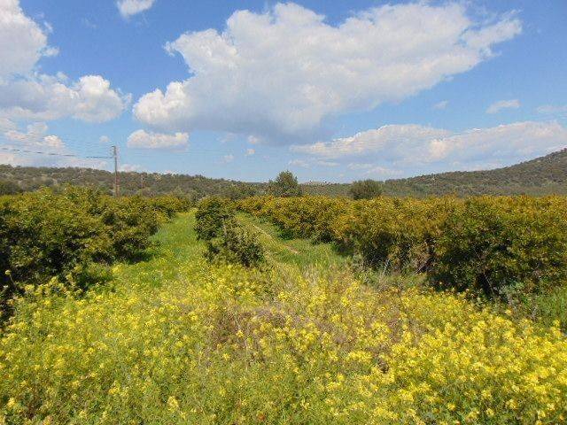 In the suburb of Nafplio are for sale land buildable 13,000