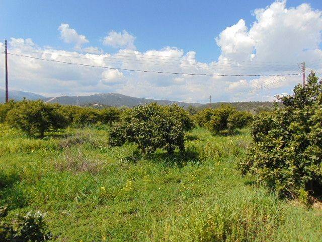 In the suburb of Nafplio are for sale land buildable 13,000