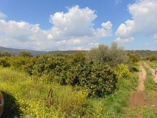 In the suburb of Nafplio are for sale land buildable 13,000