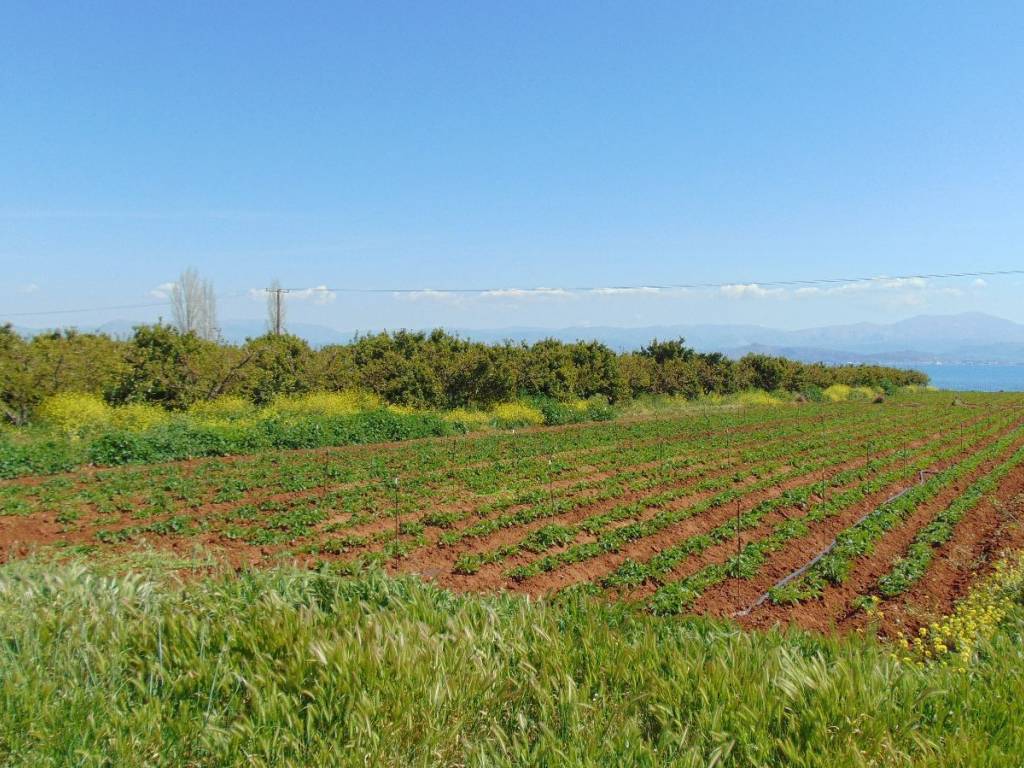 a coastal plot of land is for sale