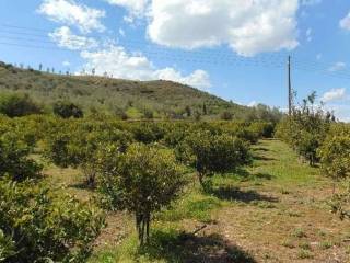 Tree spruce, total area 25 acres