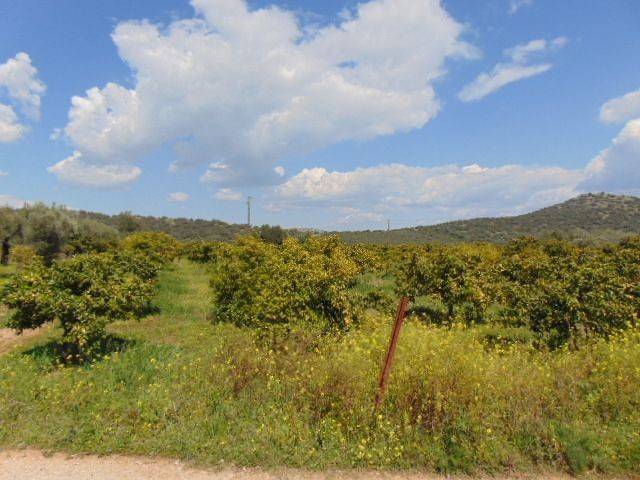 In the suburb of Nafplio are for sale buildable  plot 4,500