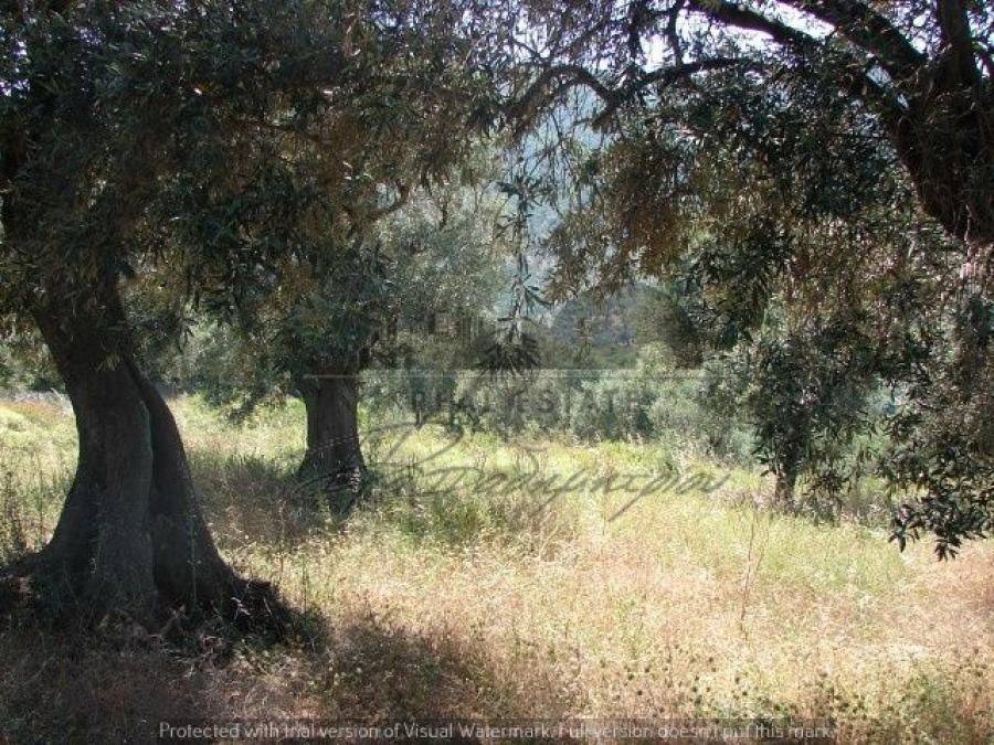 Αγροτεμάχιο