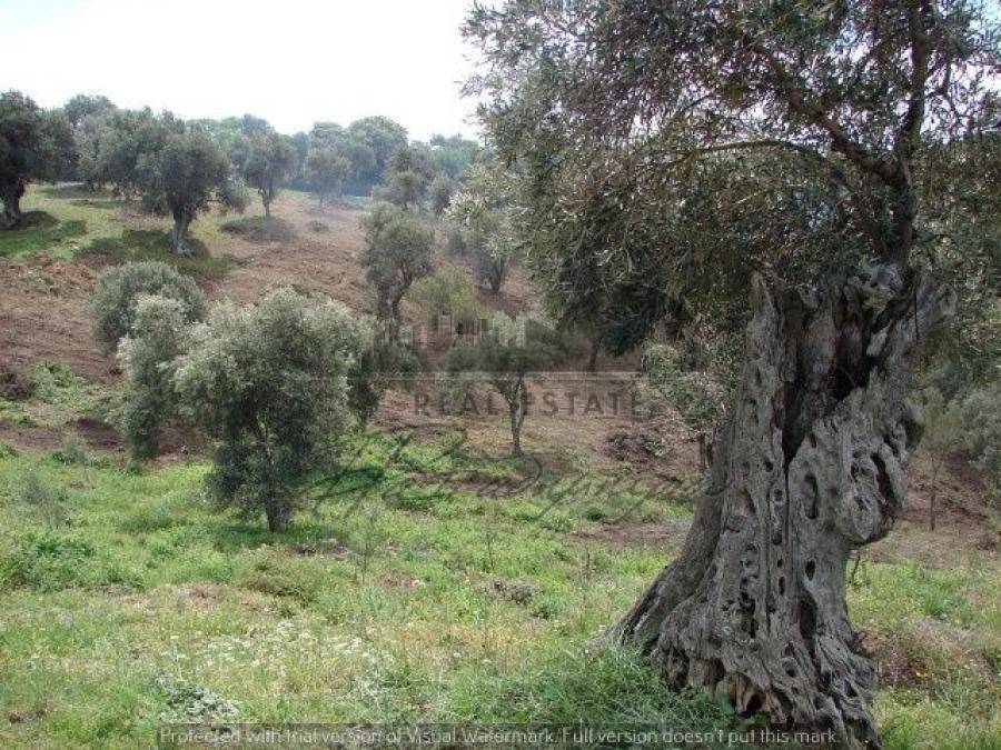 Αγροτεμάχιο