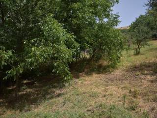 ΑΠΟΨΗ ΟΙΚΟΠΕΔΟΥ