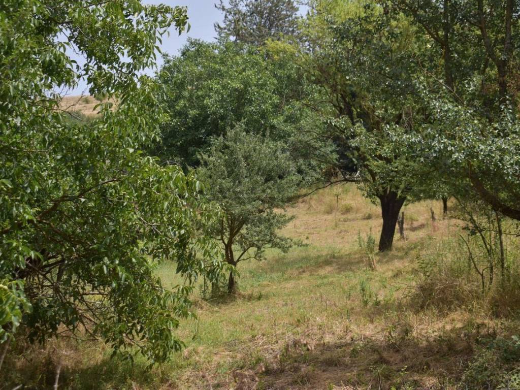 ΑΠΟΨΗ ΟΙΚΟΠΕΔΟΥ