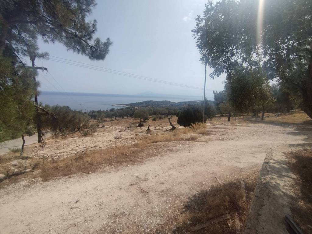 ΓΚΙΟΛΑ, ΘΑΣΟΣ. ΠΩΛΕΙΤΑΙ ΑΓΡΟΤΕΜΑΧΙΟ 6200 τ.μ. ΔΙΠΛΑ ΣΕ ΔΡΟΜΟ