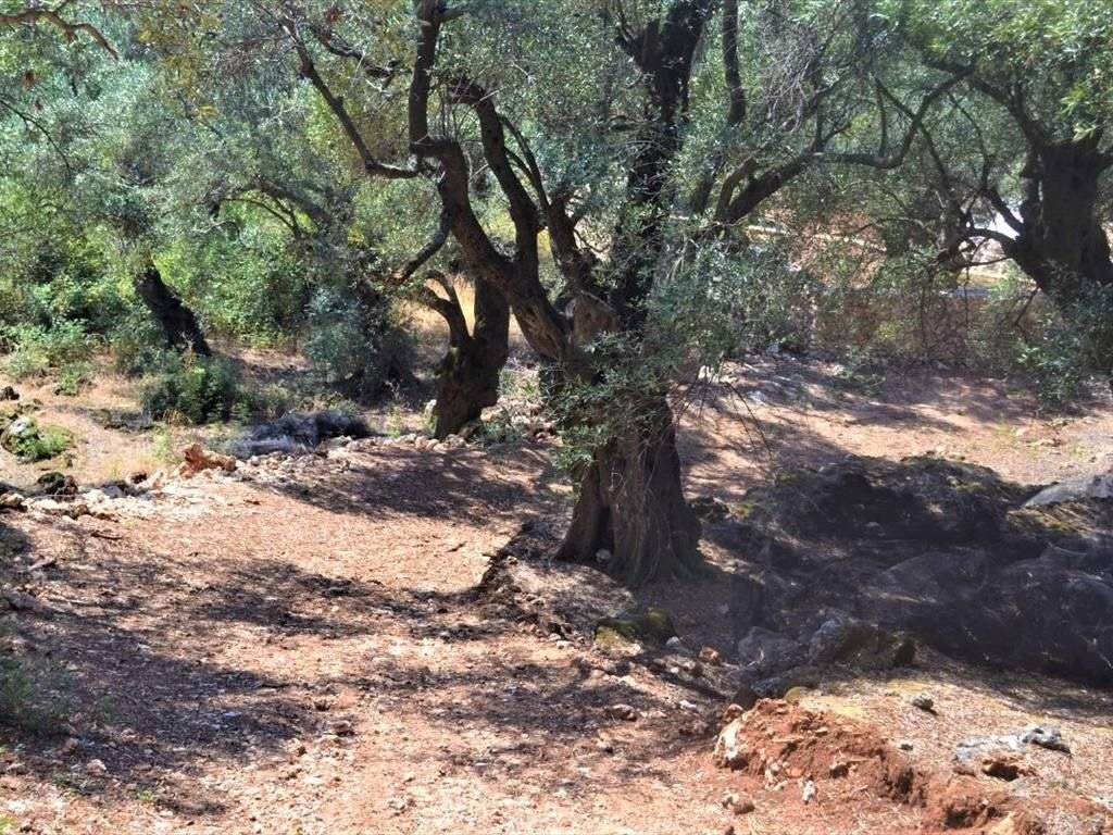 7 - Πωλείται γή έκτασης 2500 τμ. στην Κέρκυρα.