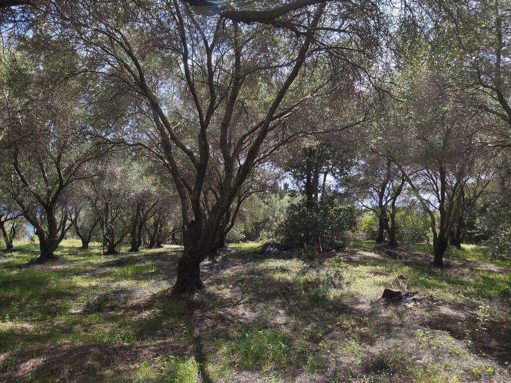 4 - Πωλείται γη έκτασης 8000 μ² στην Κέρκυρα.