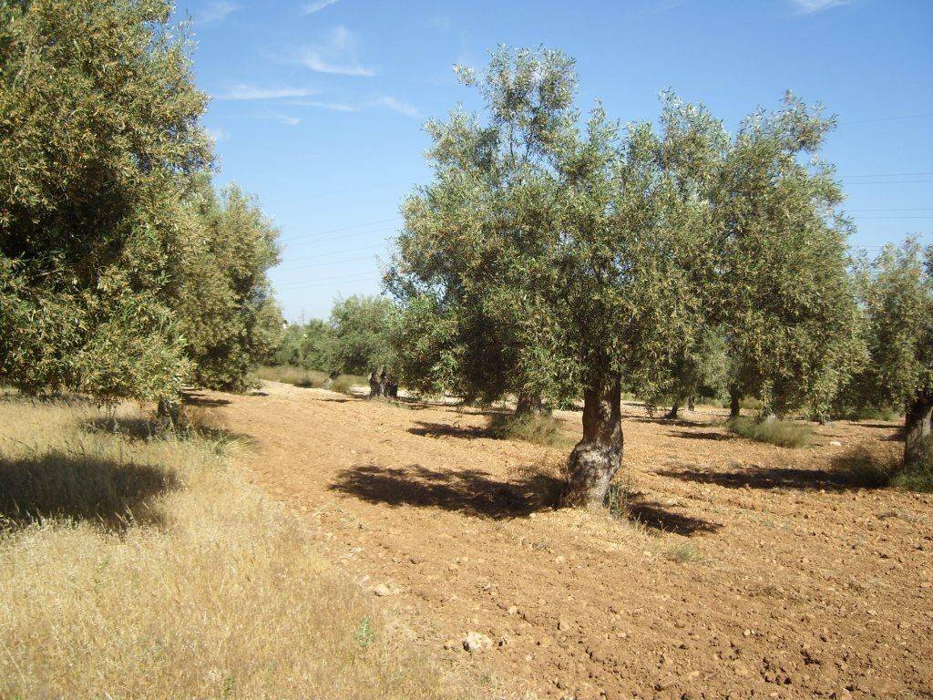 ΤΜΗΜΑ ΤΟΥ ΑΓΡΟΤΕΜΑΧΙΟΥ