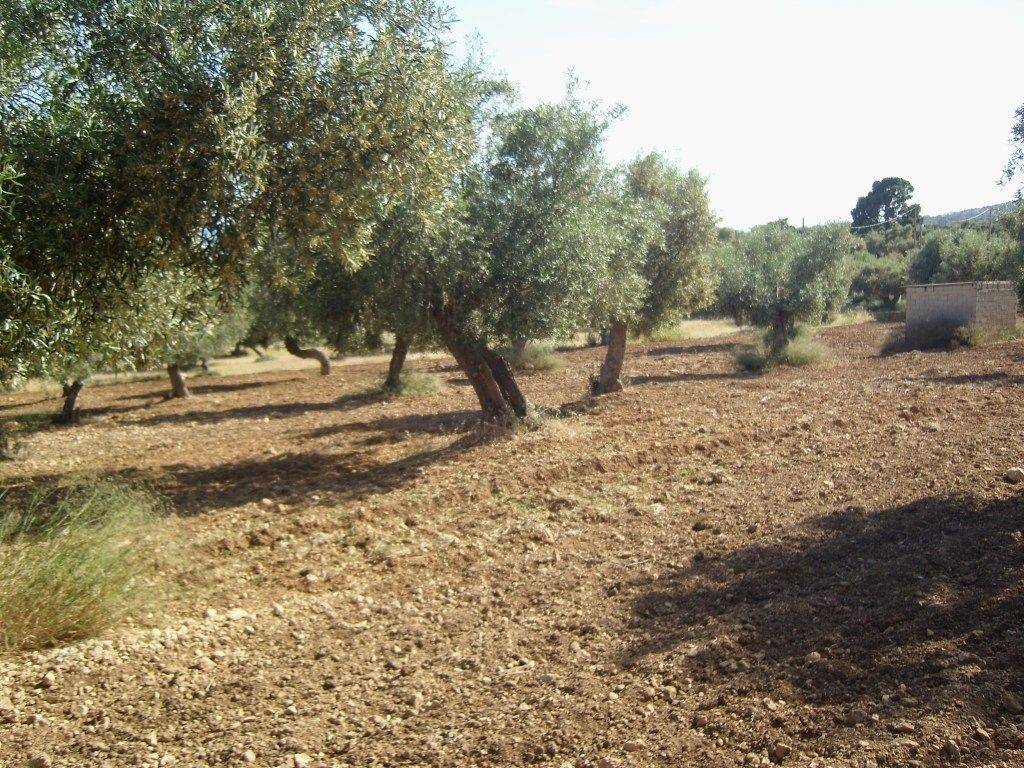 ΤΜΗΜΑ ΤΟΥ ΑΓΡΟΤΕΜΑΧΙΟΥ