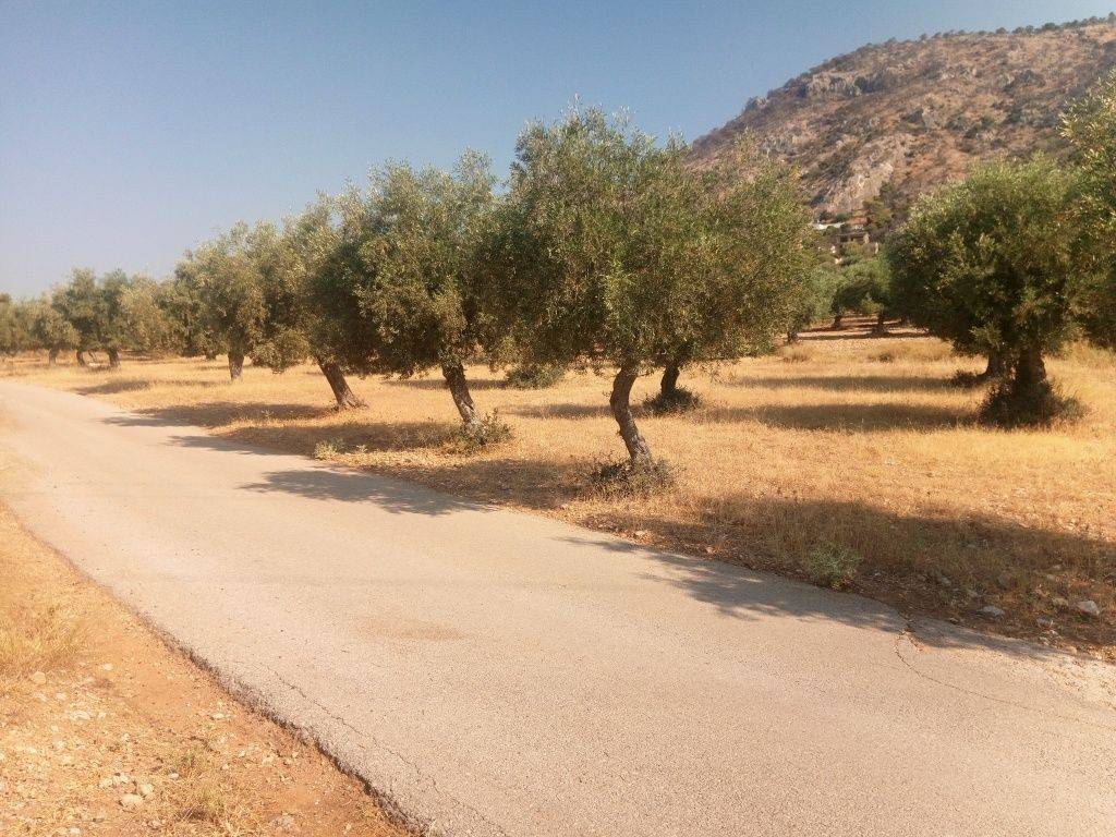 ΠΡΟΣΟΨΕΙΣ 100 μ. ΚΑΙ 26 μ ΣΕ ΑΣΦΑΛΤΟΣΤΡΩΜΕΝΕΣ ΟΔΟΥΣ