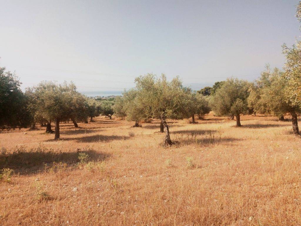 ΤΜΗΜΑ ΤΟΥ ΑΓΡΟΤΕΜΑΧΙΟΥ