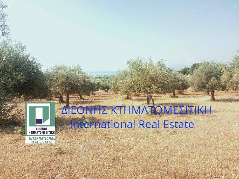 ΑΓΡΟΤΕΜΑΧΙΟ ΕΜΒΑΔΟΥ 6.165 τ.μ. ΜΕ  ΘΕΑ ΣΤΗ  ΘΑΛΑΣΣΑ