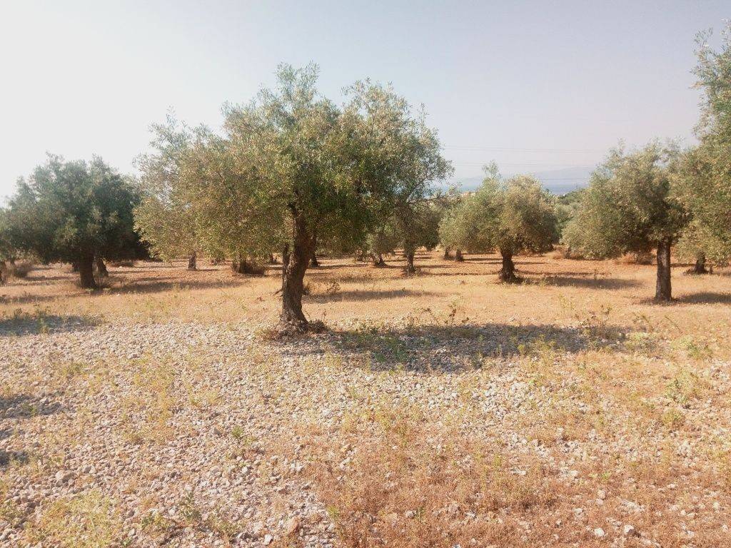 ΤΜΗΜΑ ΤΟΥ ΑΓΡΟΤΕΜΑΧΙΟΥ