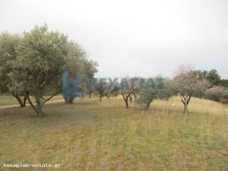 ΦΩΤΟ ΑΓΡΟΤΕΜΑΧΙΟΥ