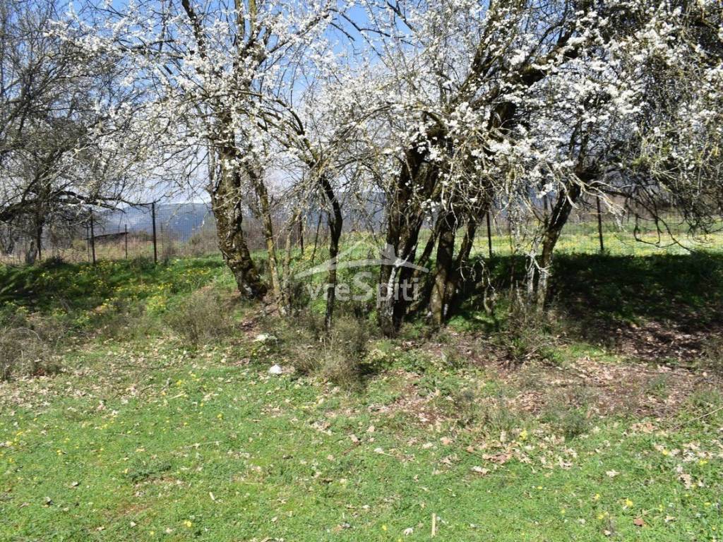 ΑΠΟΨΗ ΟΙΚΟΠΕΔΟΥ