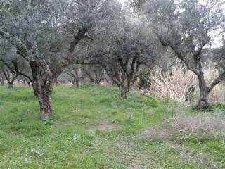 land - αγροτεμάχιο