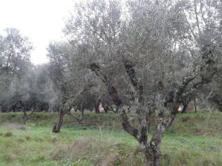 land - αγροτεμάχιο