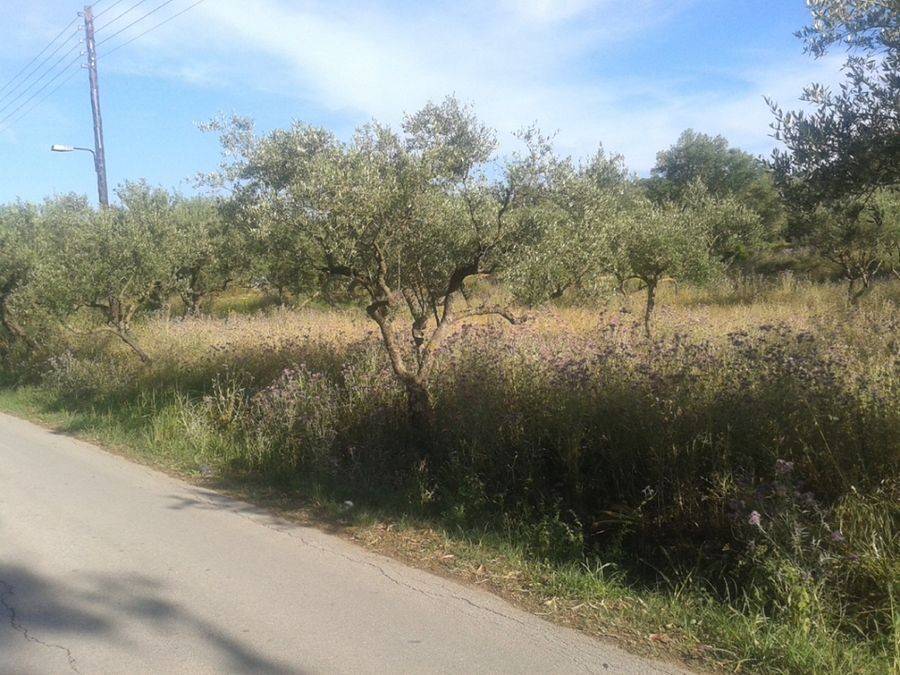 frontage of the land - Πρόσοψη οικοπέδου