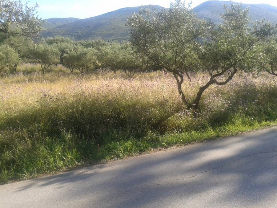 frontage of the land - Πρόσοψη οικοπέδου