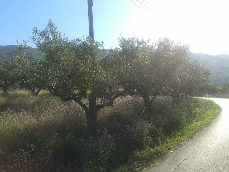 frontage of the land - Πρόσοψη οικοπέδου