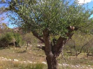 OLIVE TREES