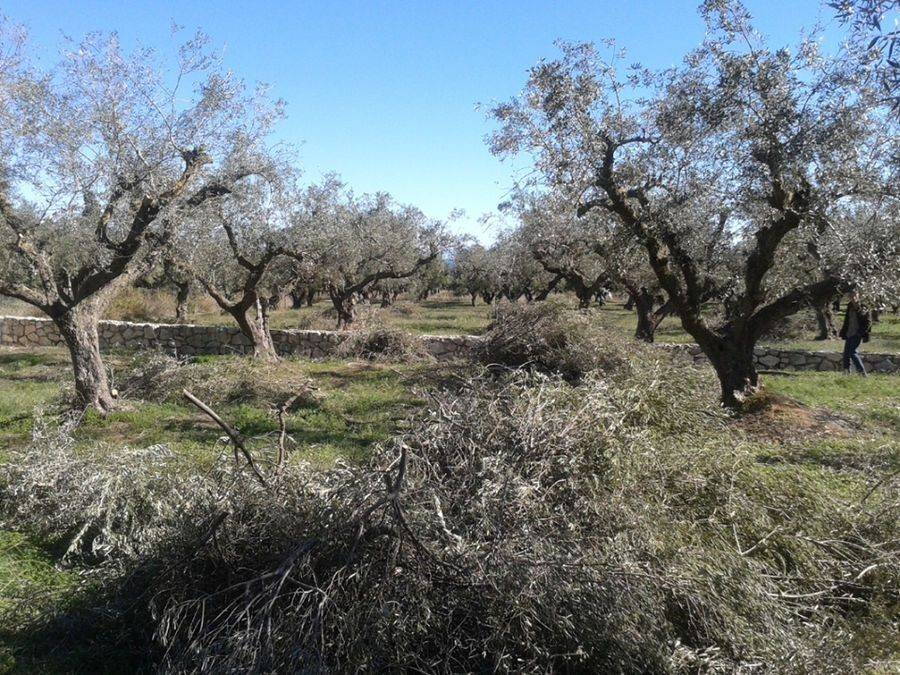 οικόπεδο - land